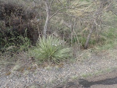 Yucca glauca glauca