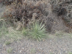 Yucca glauca glauca