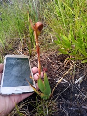 Watsonia coccinea