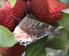 Charaxes guderiana