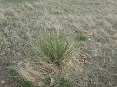 Yucca glauca glauca