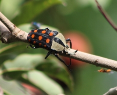 Mecynorhina passerinii