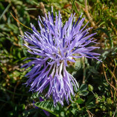 Carthamus mitissimus