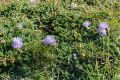 Carthamus mitissimus