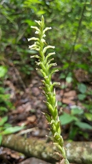 Beloglottis