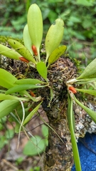Specklinia