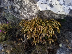 Phlegmariurus gnidioides