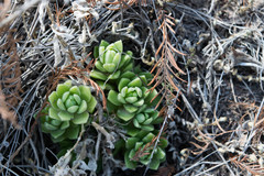 Sedum glabrum