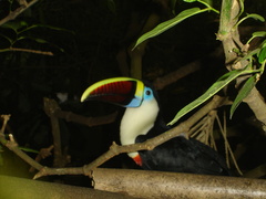Ramphastos tucanus