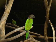 Deroptyus accipitrinus