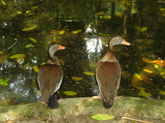 Dendrocygna autumnalis