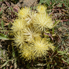 Centaurea lagascana