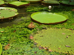 Victoria amazonica