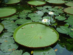 Victoria amazonica