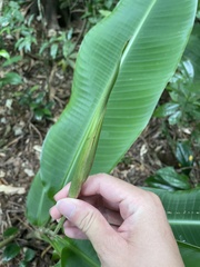 Heliconia metallica