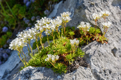 Saxifraga canaliculata