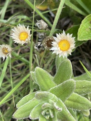 Helichrysum monticola