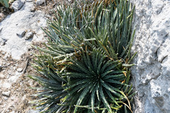 Hechtia mapimiana