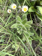 Helichrysum monticola
