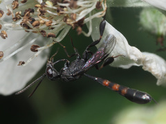 Gasteruption assectator