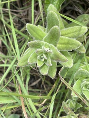 Helichrysum monticola