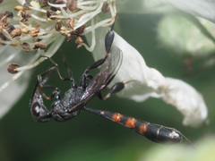 Gasteruption assectator