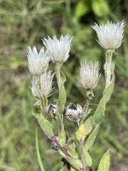 Helichrysum monticola