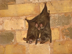 Chrotopterus auritus