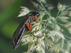 Tenthredo atra