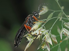 Tenthredo atra