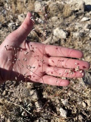 Eriogonum havardii