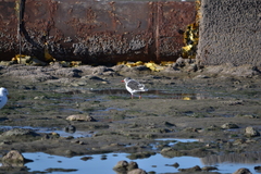 Leucophaeus scoresbii