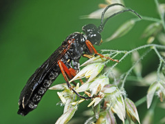 Tenthredo atra
