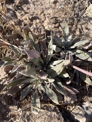 Eriogonum havardii