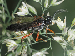 Tenthredo atra
