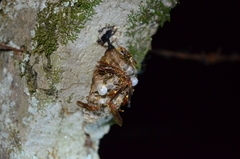 Polistes simillimus