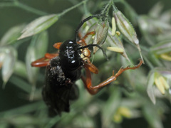 Tenthredo atra