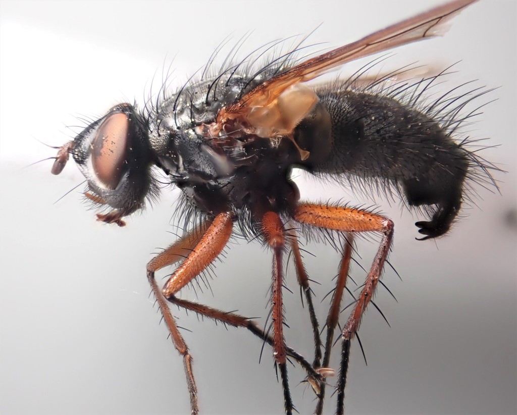 Macquartia viridana