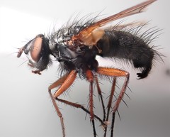Macquartia viridana
