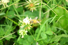Apis mellifera