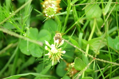 Apis mellifera