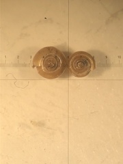 Bathyomphalus contortus