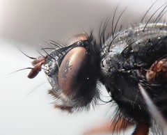 Macquartia viridana