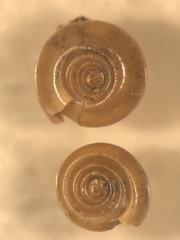 Bathyomphalus contortus