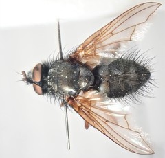 Macquartia viridana