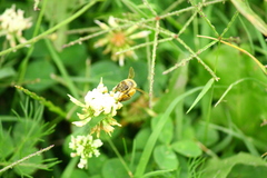 Apis mellifera