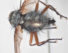 Macquartia viridana