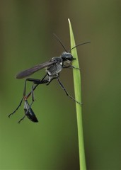 Ammophila