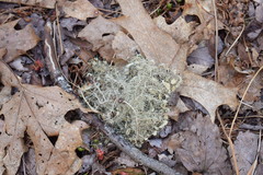 Usnea strigosa image
