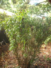 Dianella bambusifolia